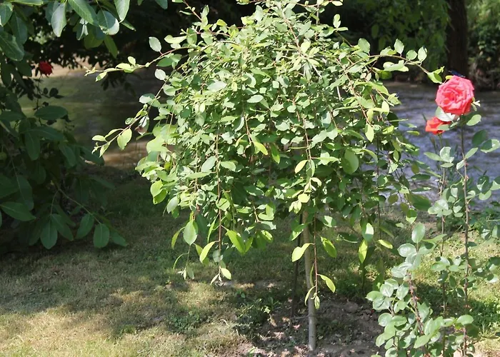 Neda's House Pensiune *